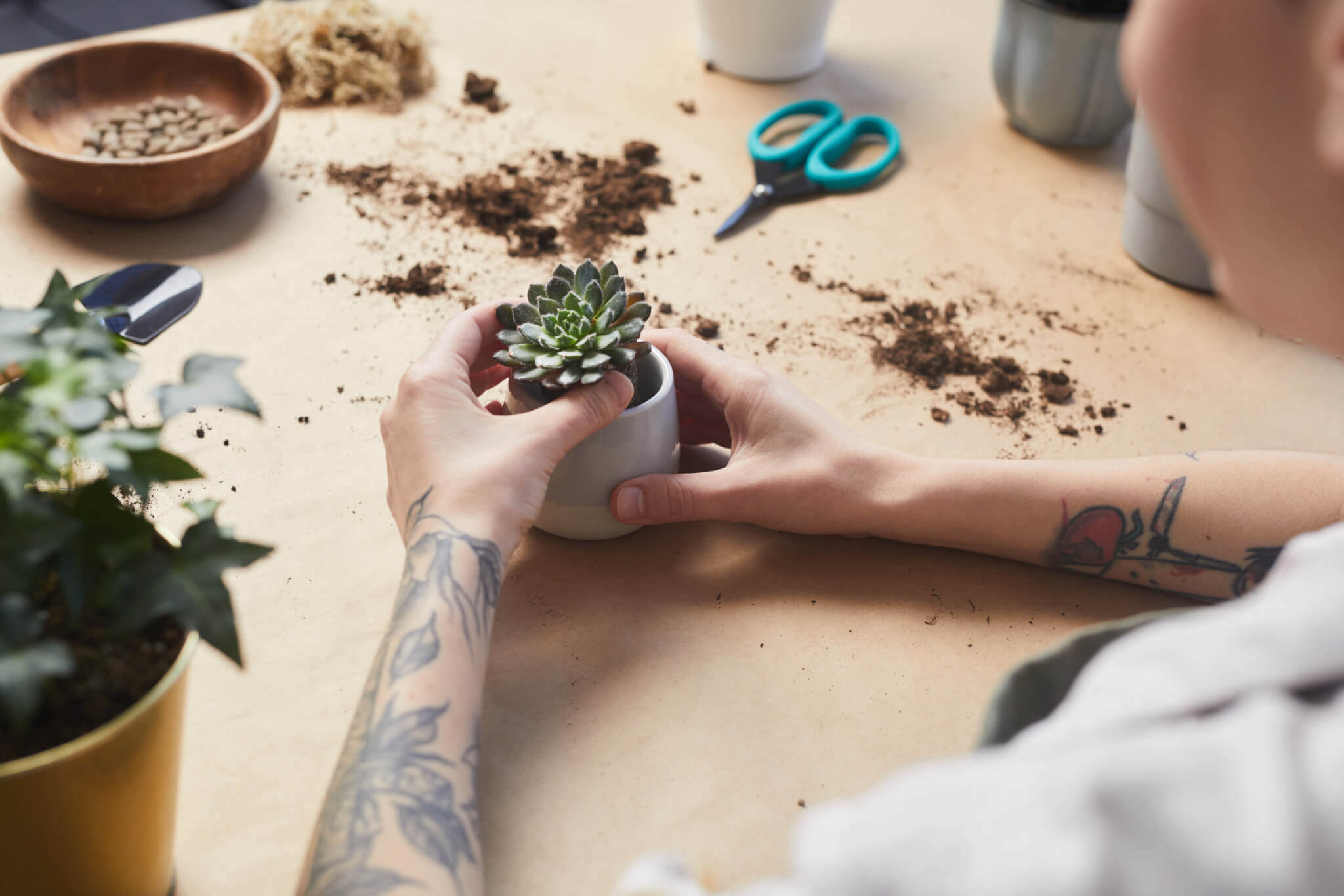 Woman potting a succulent