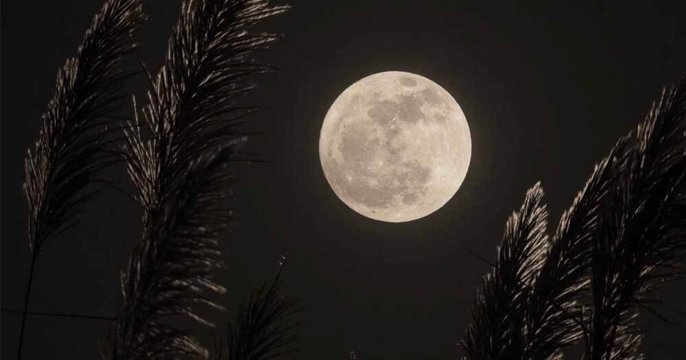 Full moon glowing brightly in a dark night sky, with tall grass or reeds silhouetted in the foreground.